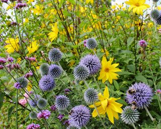 Echinops bannaticus and rudbeckia