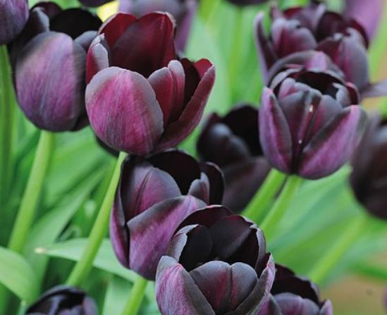 How to plant tulips: expert advice on growing stunning flowers for ...