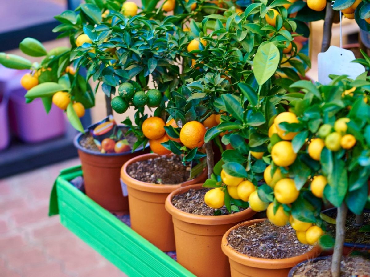 Dwarf Fruit Trees - A Planting Guide For Fruit Trees In Containers 