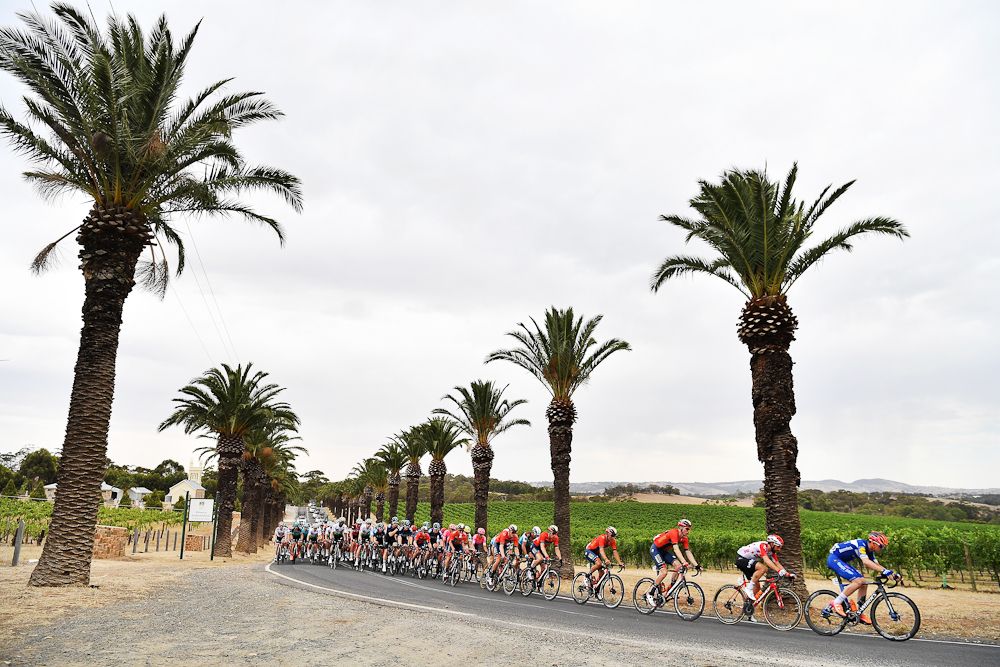 The peloton passes under palms during stage 2 at the Tour Down under
