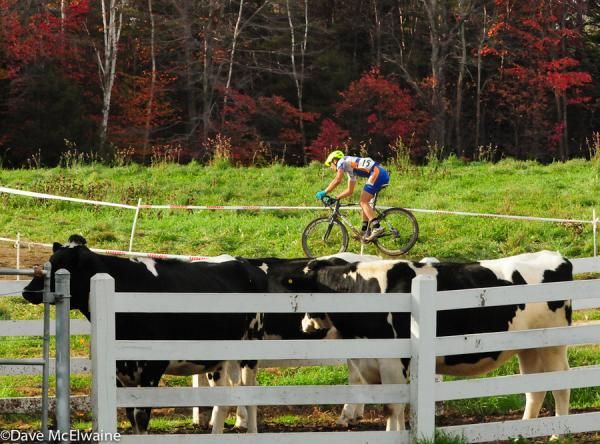 Adam Craig (Rabobank Giant) passing by the cows as he approached the finish