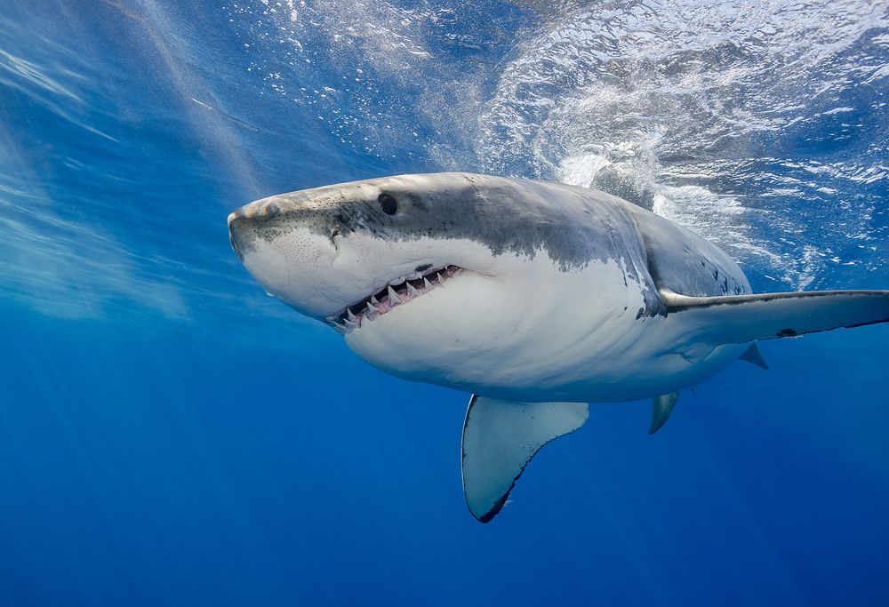 Why Are Shark Attacks on the Rise? Live Science