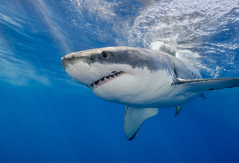 Shark Encounters Are on the Rise. Why?