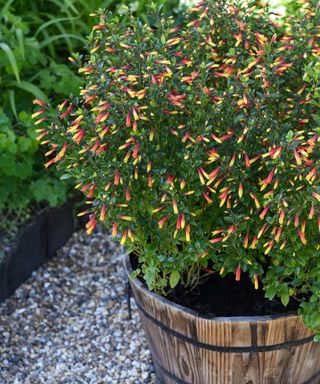 fuchsia plant growing in a container