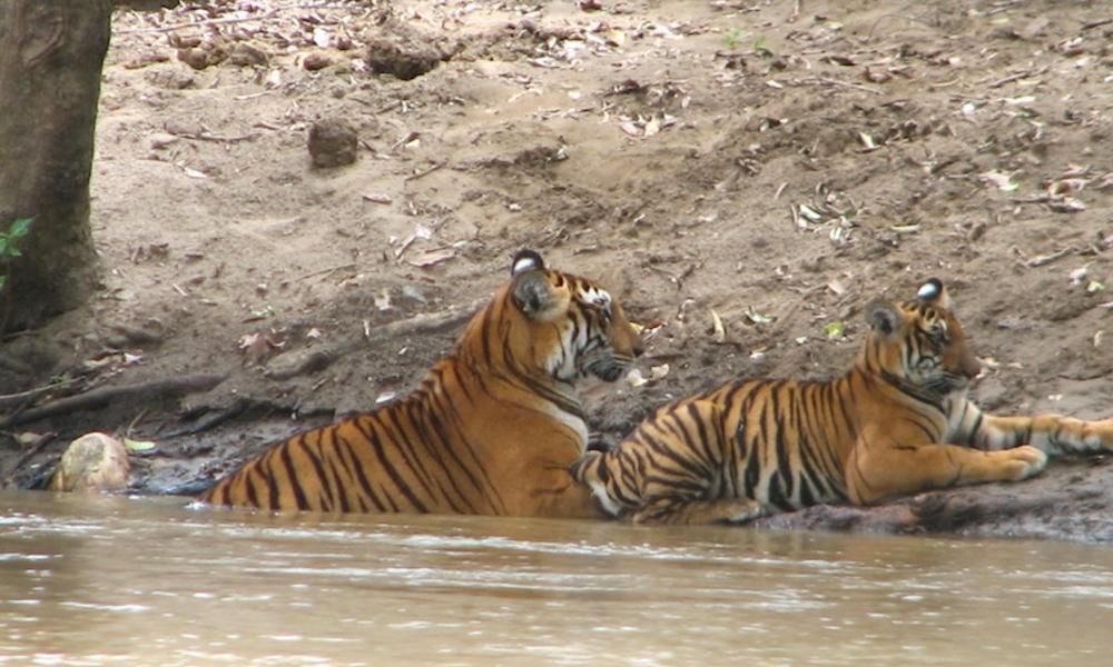 A tigress and her cub in India&#039;s Sathyamangalam Wildlife Sanctuary.