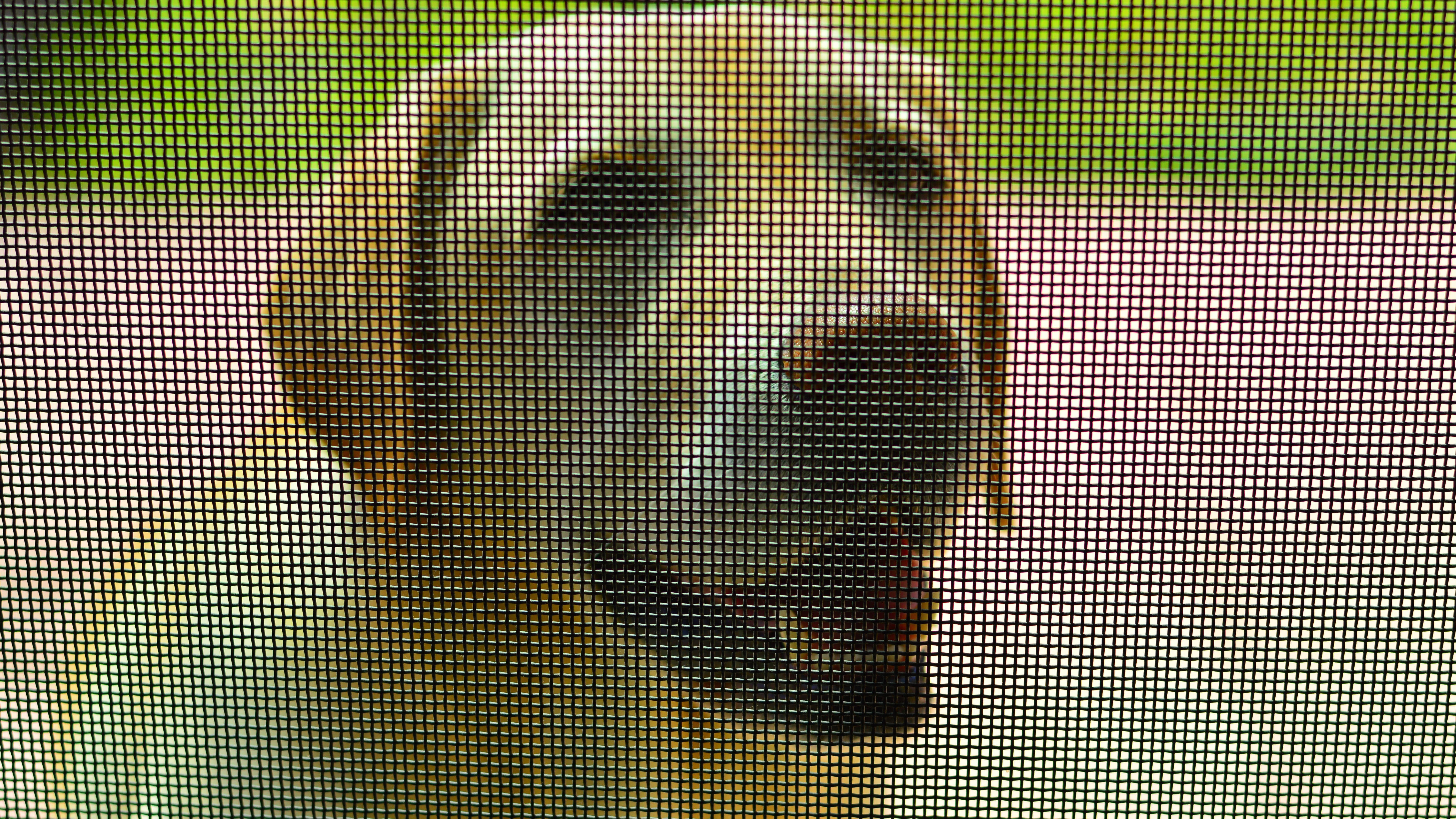 White labrador retriever standing outside behind a door screen