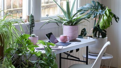 Do house plants clean the air in a home office
