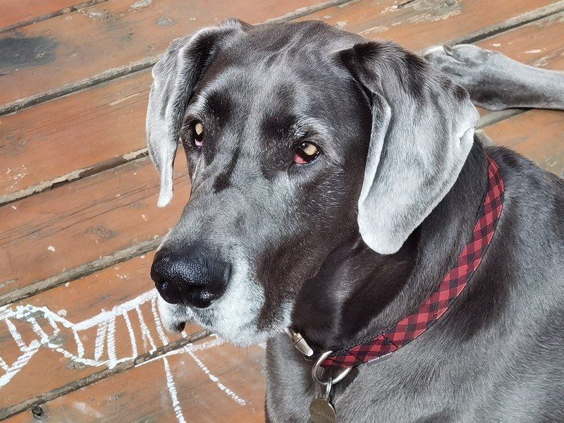P40 Pro Sample 5x Dog