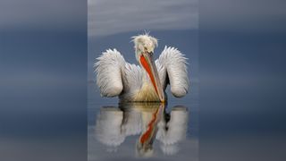 A pelican with vibrant orange bill floats calmly on water, reflecting its image against a serene gray backdrop