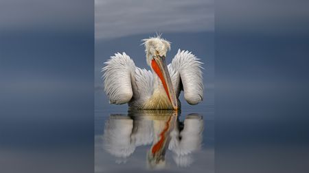 A pelican with vibrant orange bill floats calmly on water, reflecting its image against a serene gray backdrop