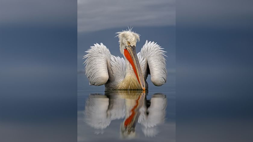 A pelican with vibrant orange bill floats calmly on water, reflecting its image against a serene gray backdrop