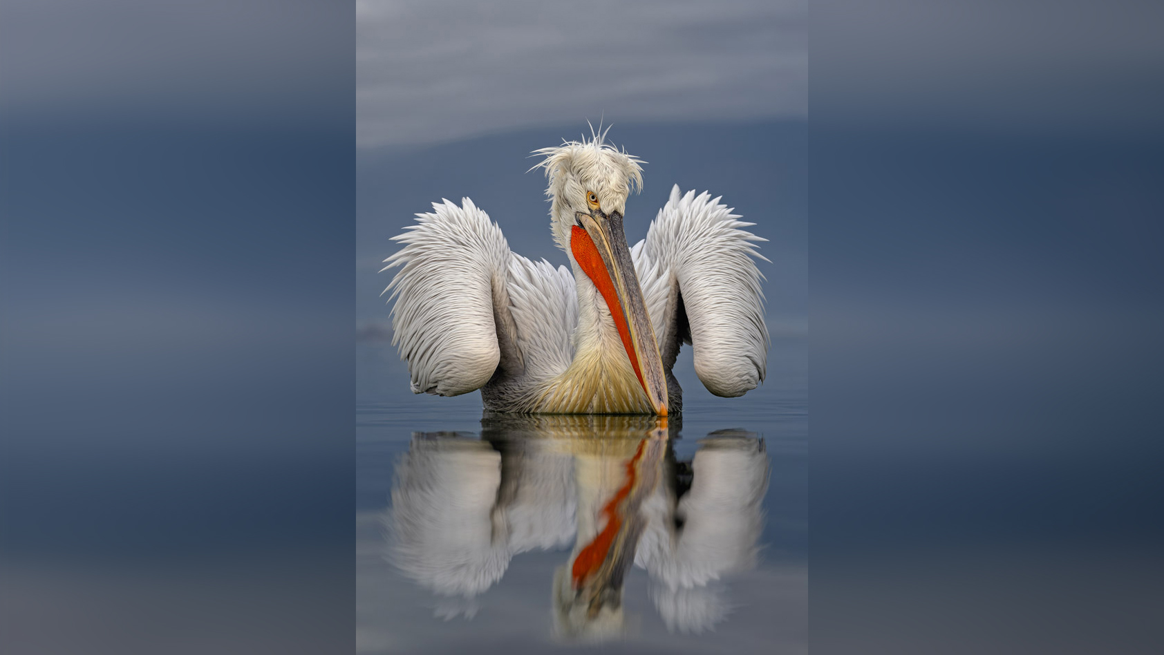 A pelican with vibrant orange bill floats calmly on water, reflecting its image against a serene gray backdrop