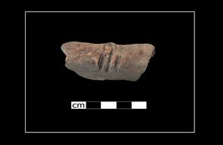 an ancient animal bone with cut marks