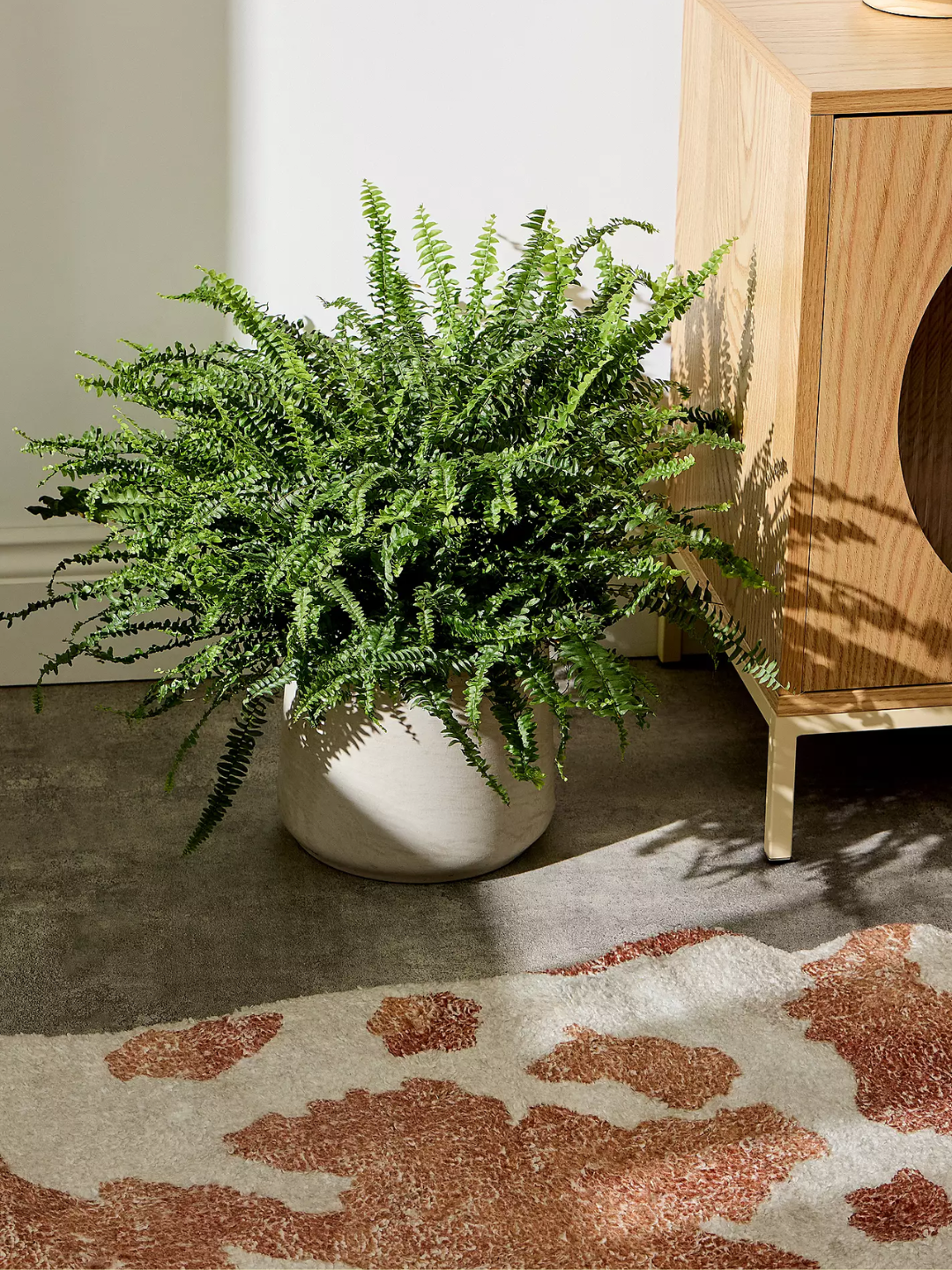 A potted Boston fern from Urban Outfitters x Hello Houseplants