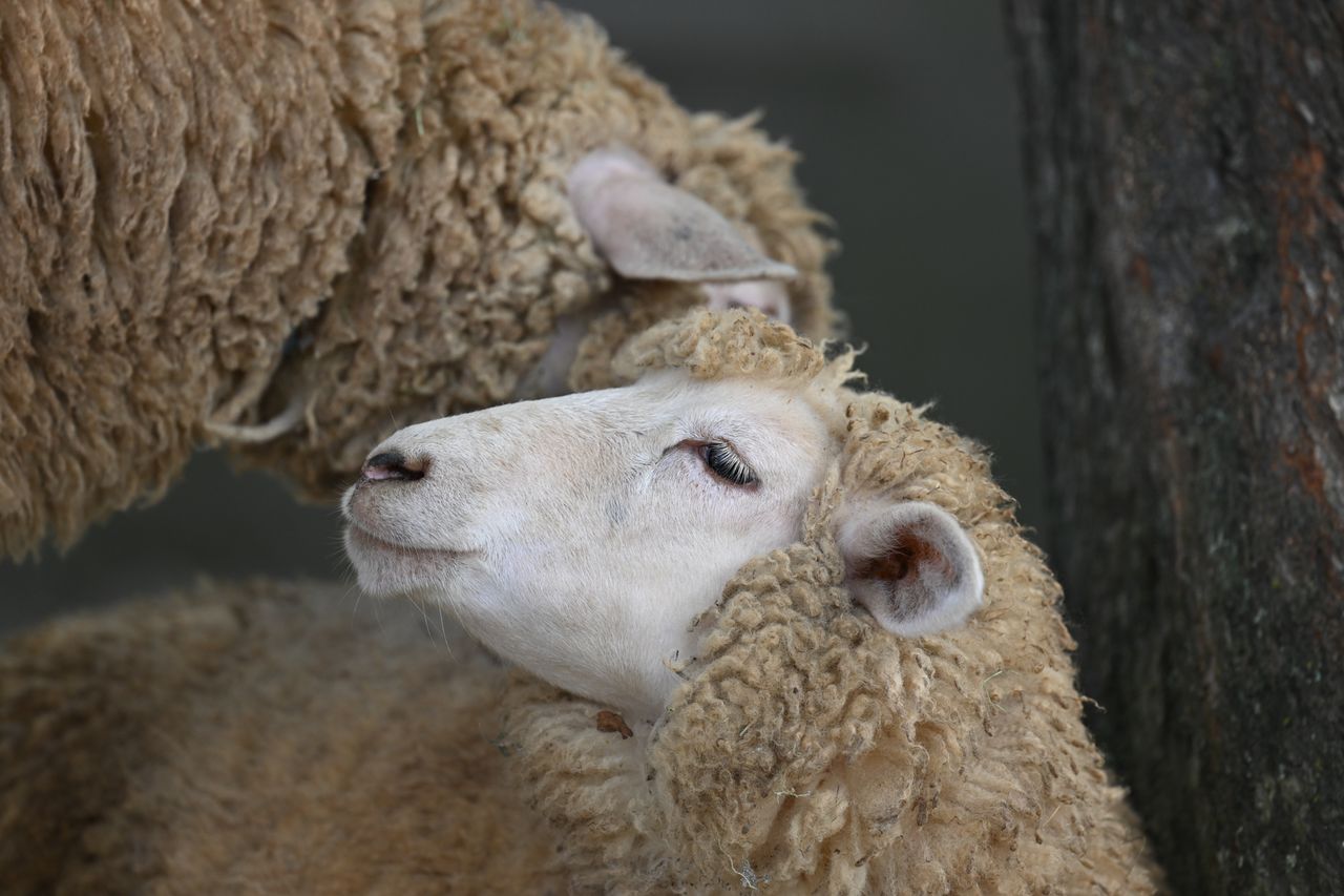 Nikon Z 600mm f/4 TC VR S sample images