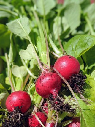 Freshly picked radishes from homegrown plot