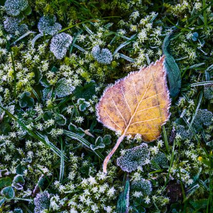 Birch leaf on green plants covered in first frost