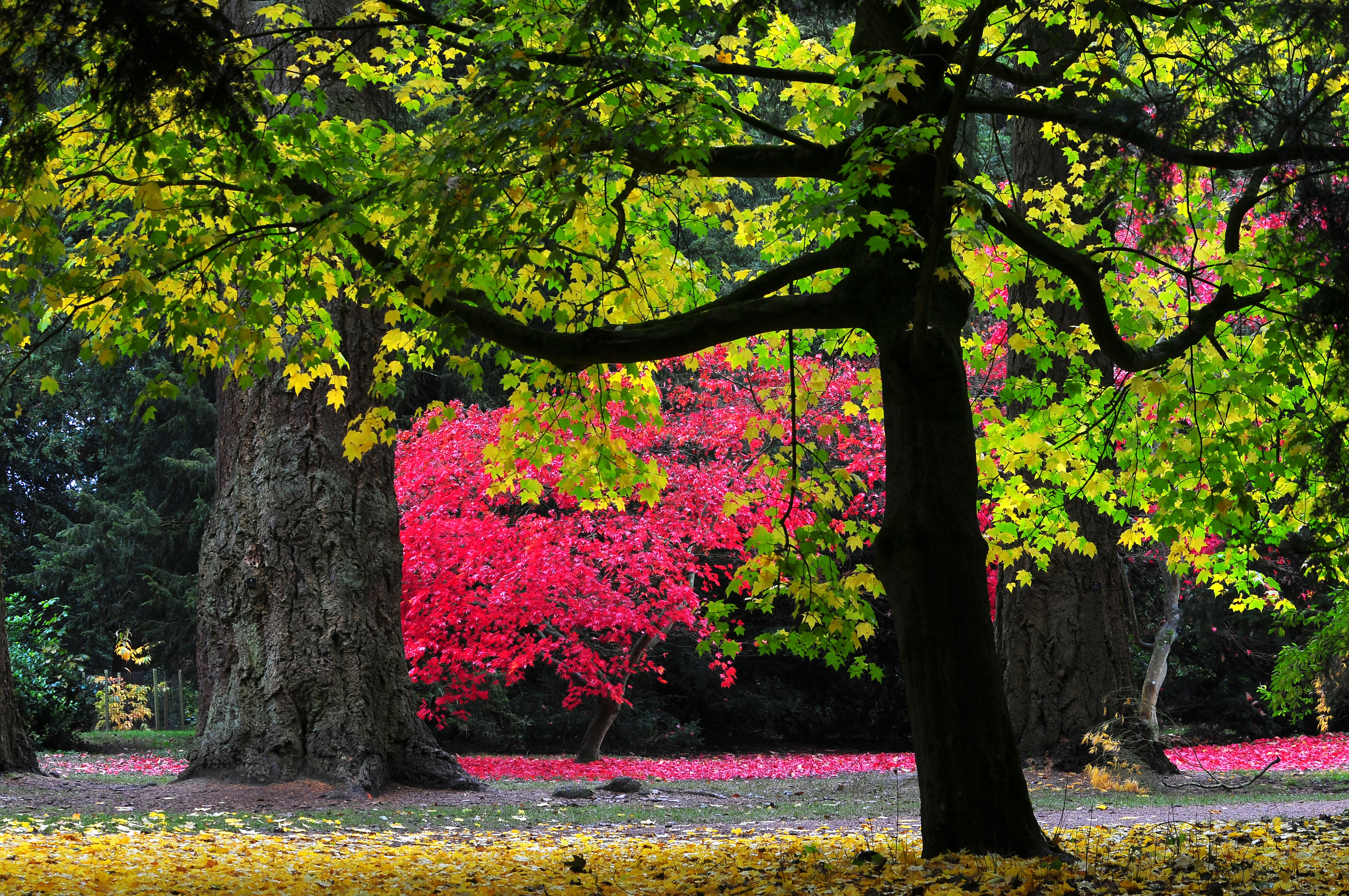 The Acer Glade at Westonbirt Arboretum