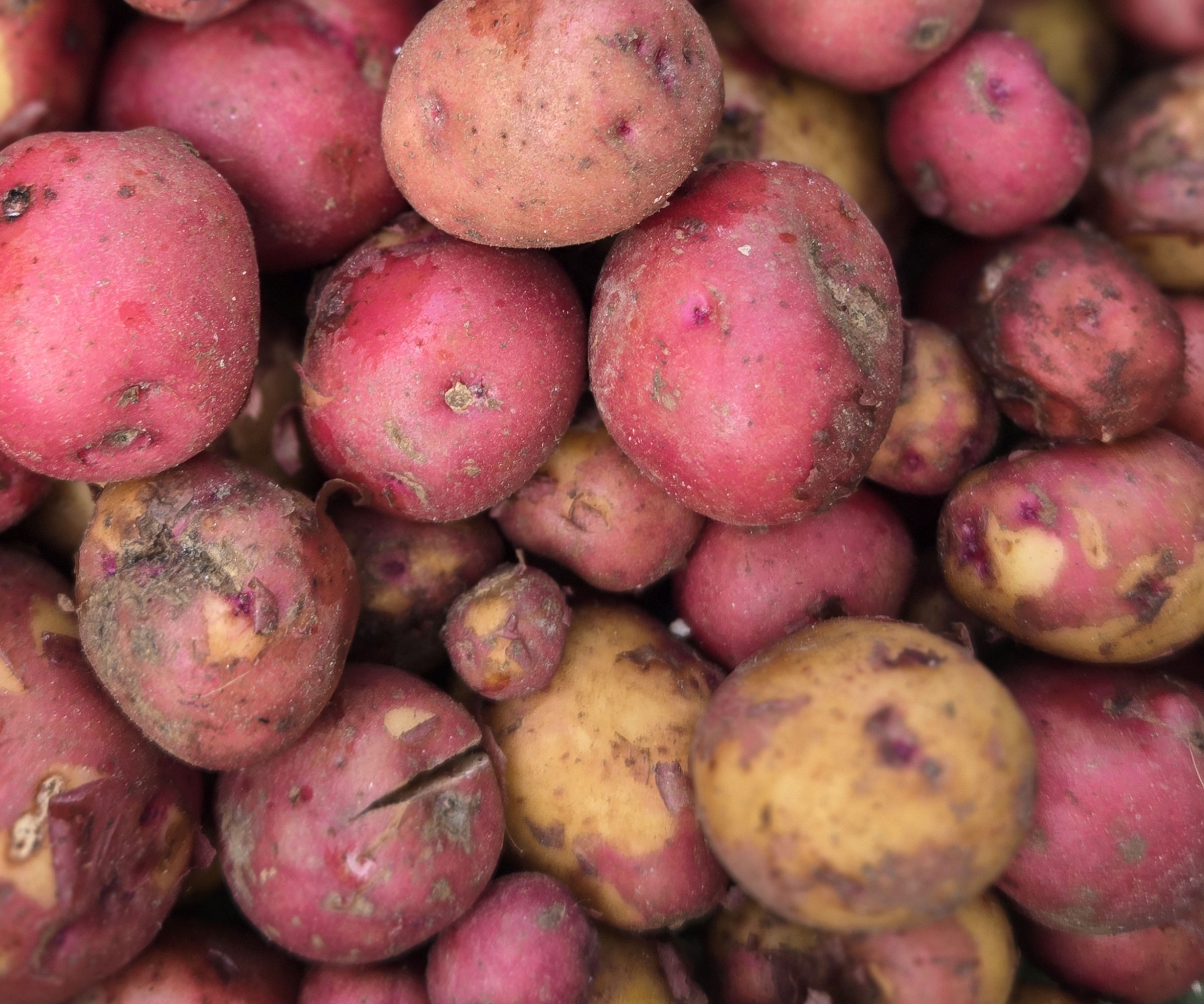 Red Bliss Triumph heirloom potatoes
