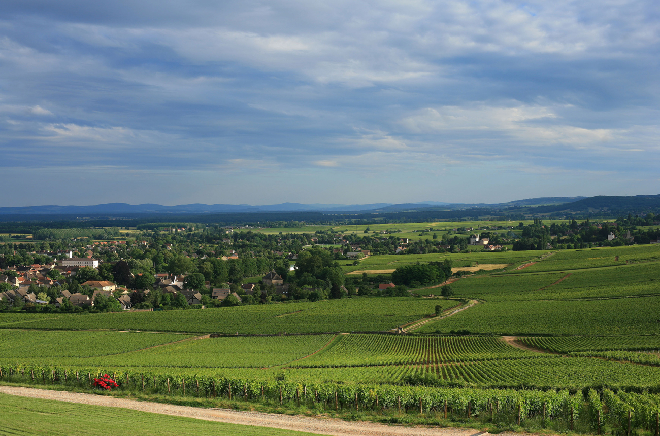 Givry vineyards, Cellier Aux Moines
