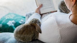 Rabbit snuggling next to woman reading a book