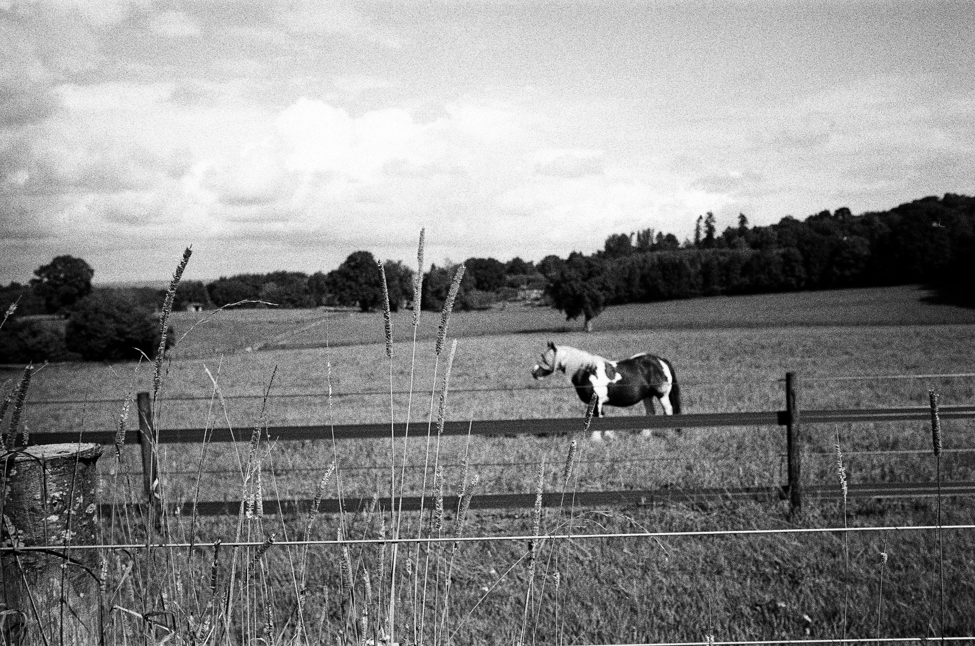 Leica MP black and white film scan of a horse in a field with the focus on foreground grass