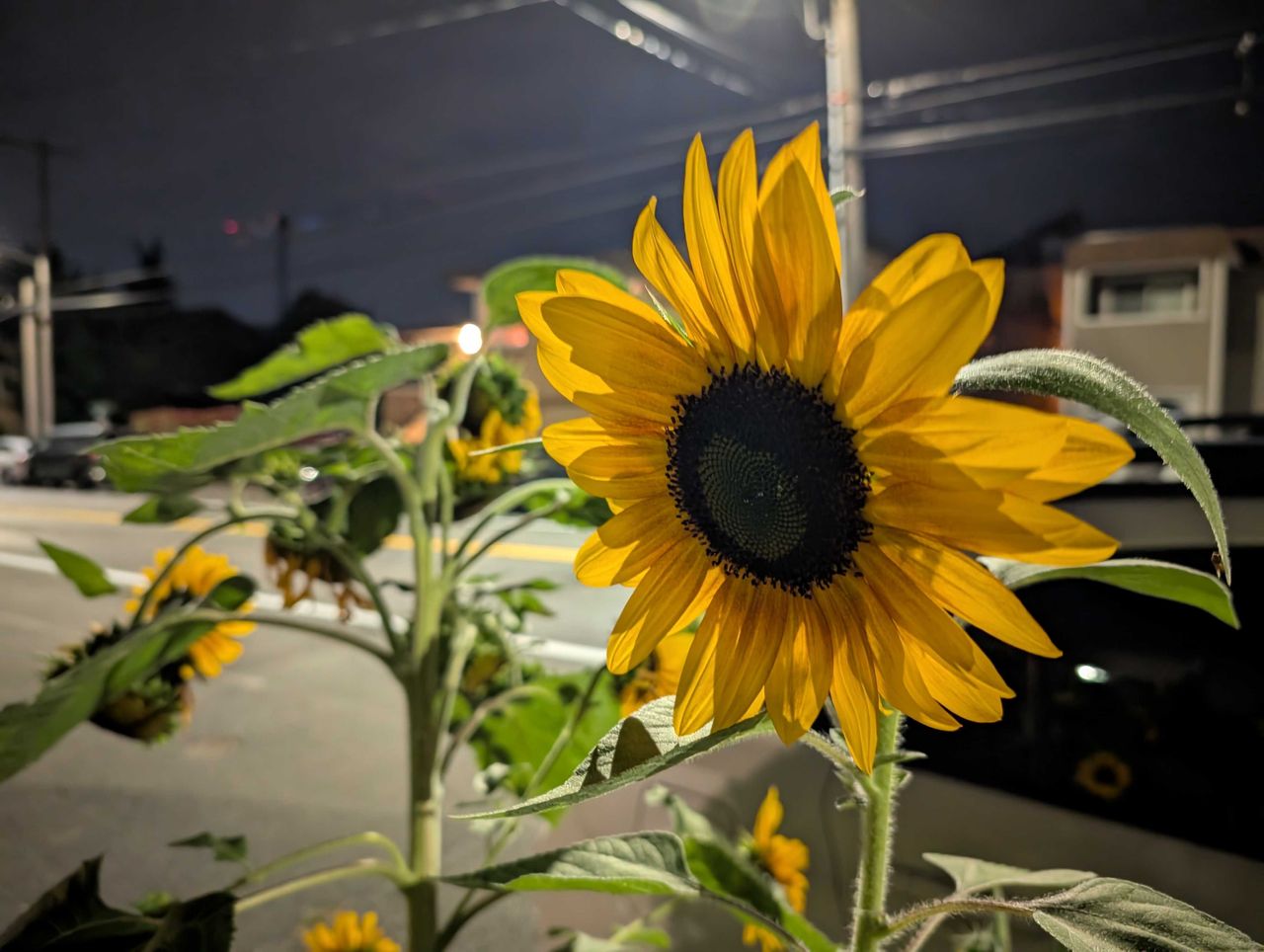 A sunflower at night