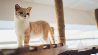 Brown cat standing on windowsill