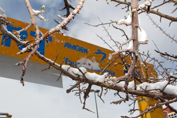 Spring buds are popping on the trees, but winter fell from the sky today.