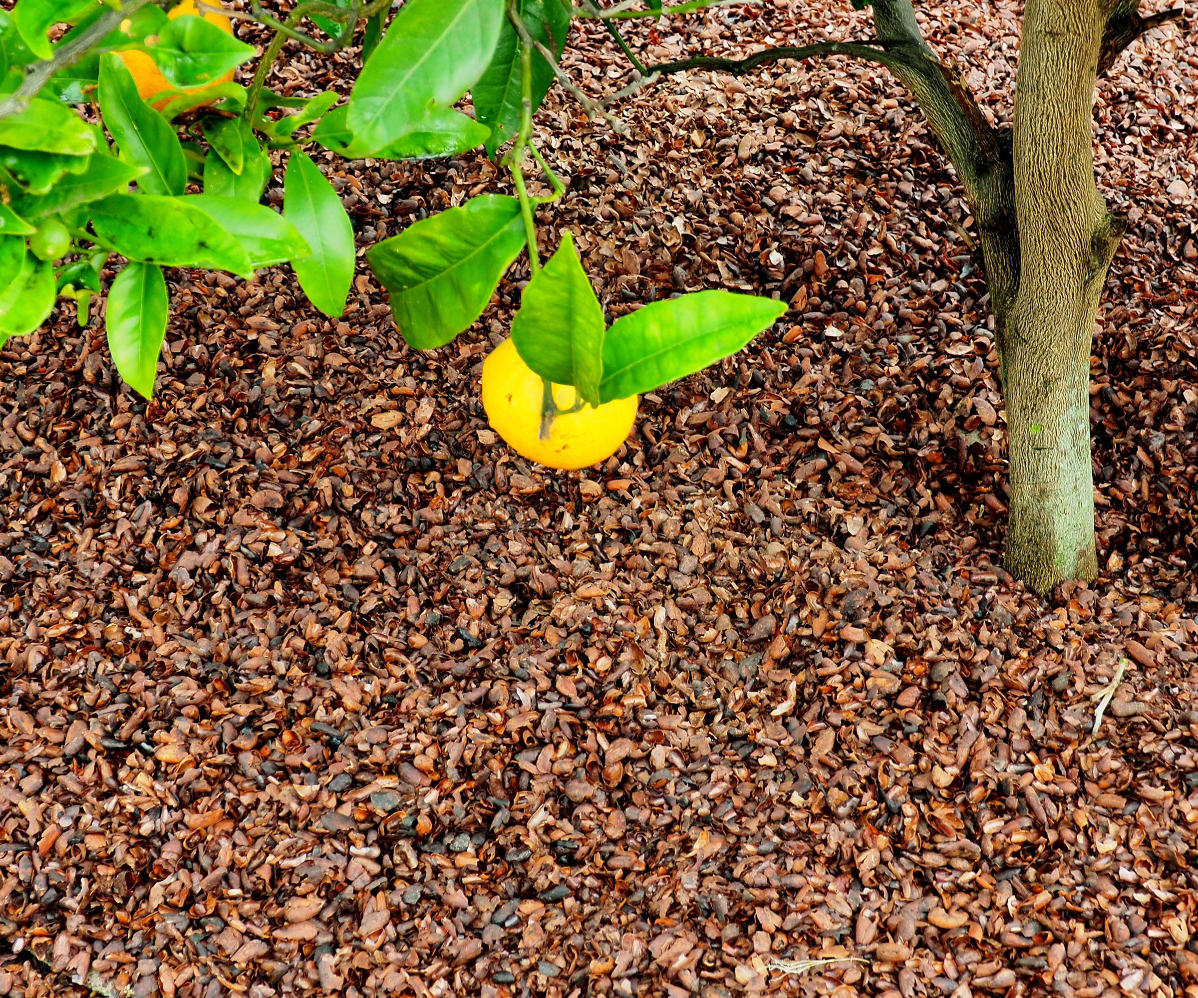 cocoa mulch around citrus tree with fruit