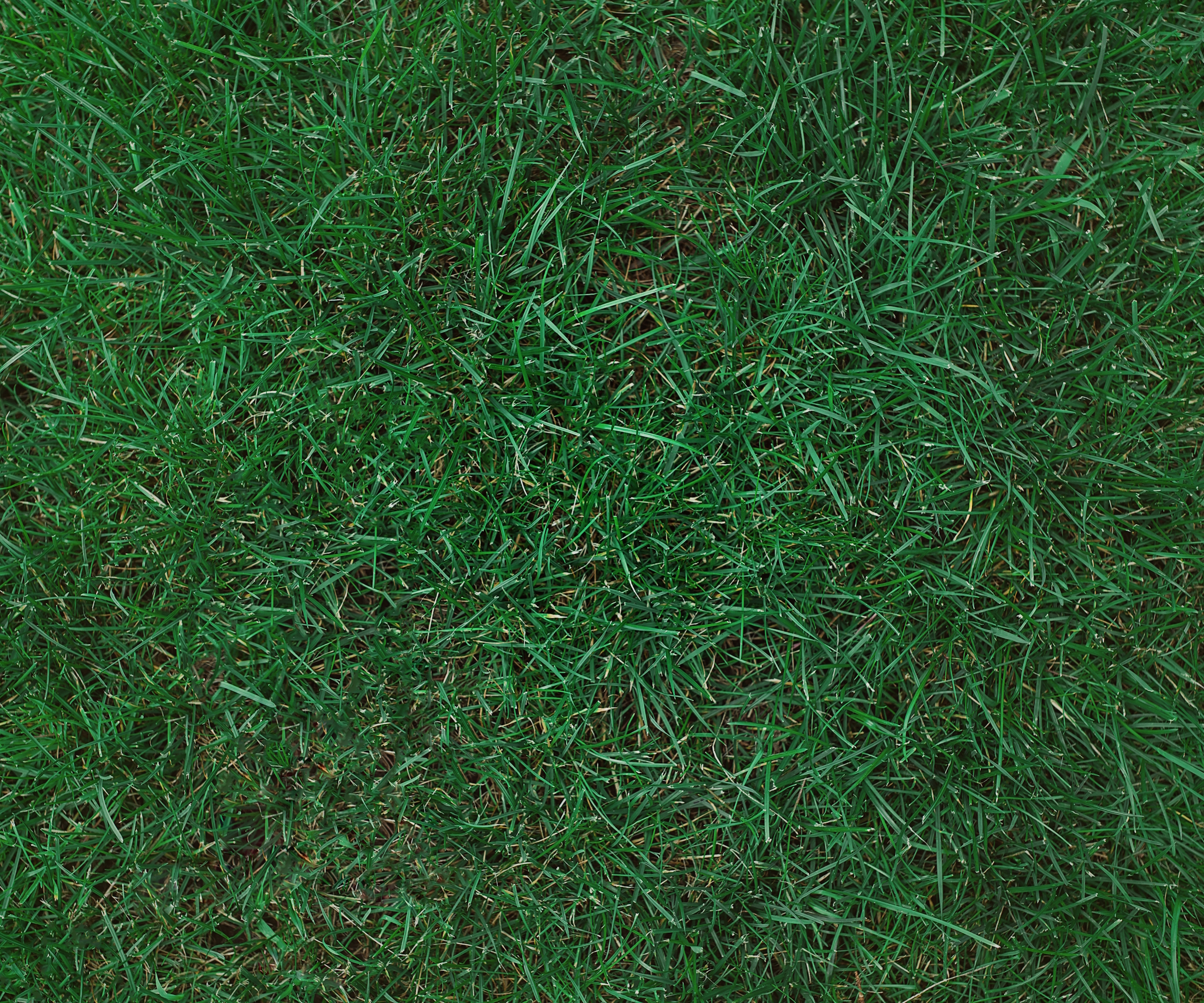 Kentucky bluegrass lawn