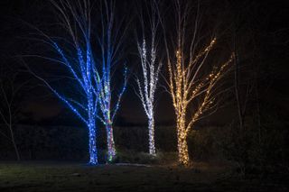 trees lit up with colourful lights for Christmas