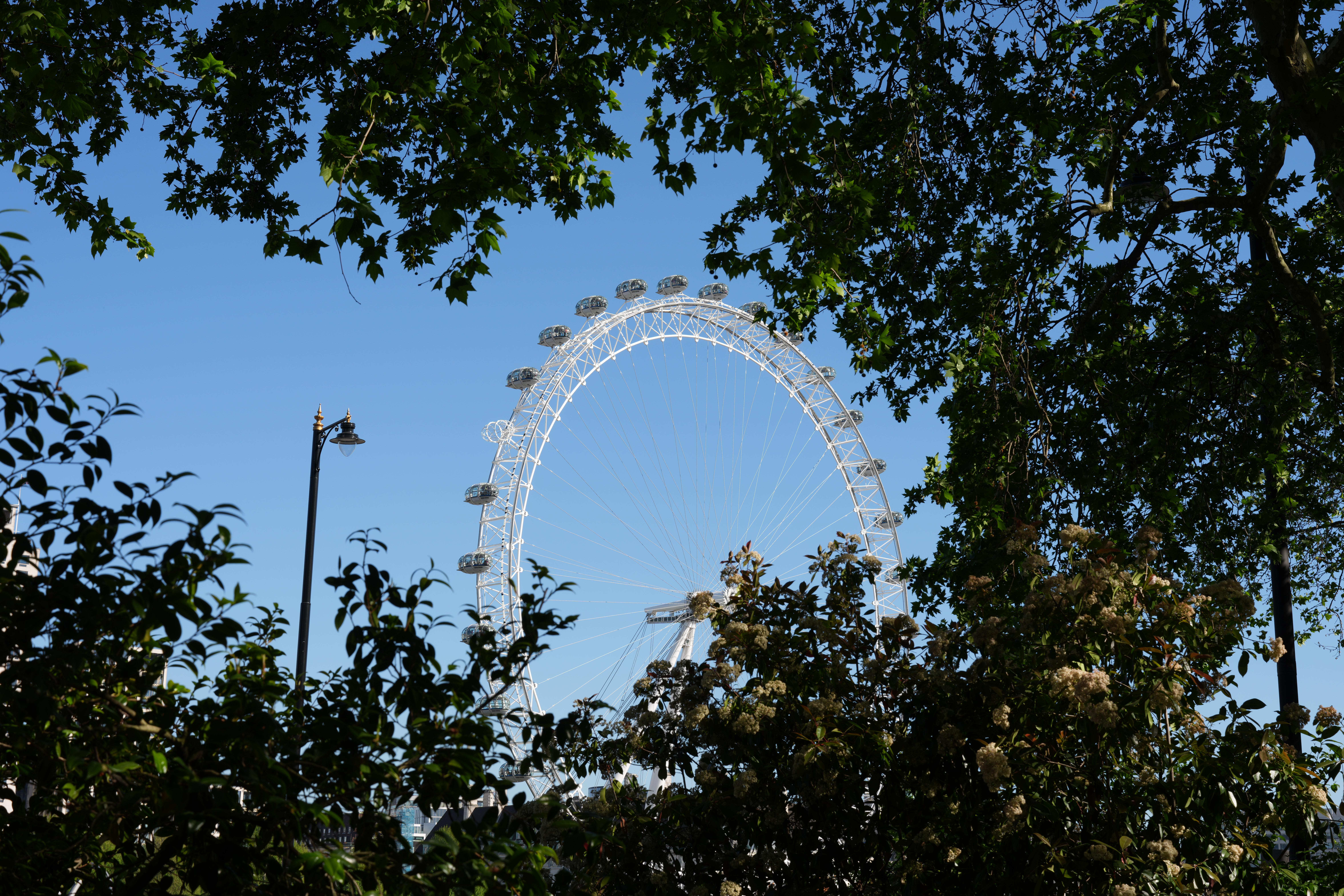 London Eye framed by trees against a clear blue sky.