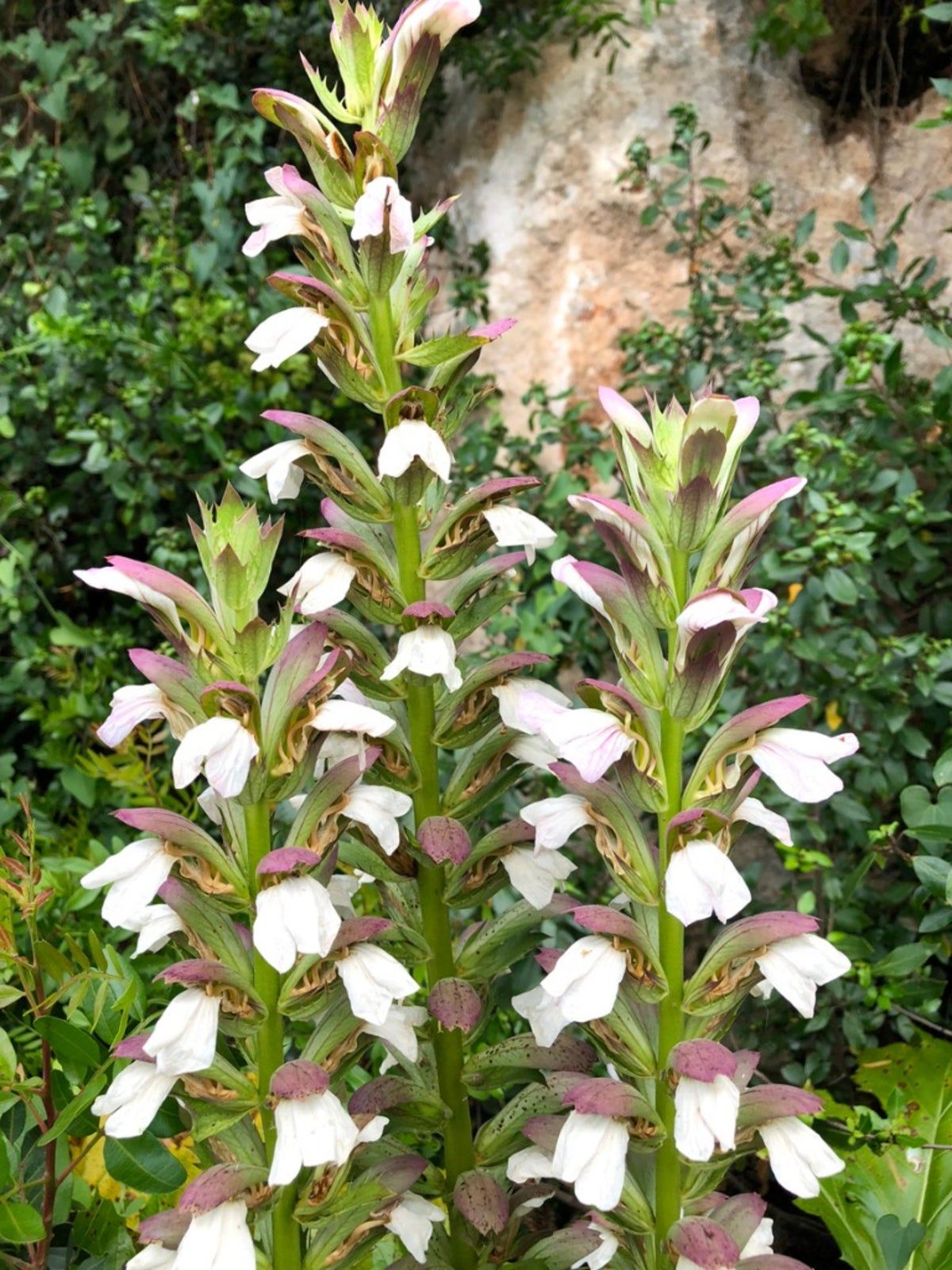 Bear's Breeches Plants