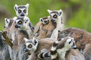 Lemurs, madagascar