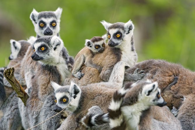 Lemurs, madagascar