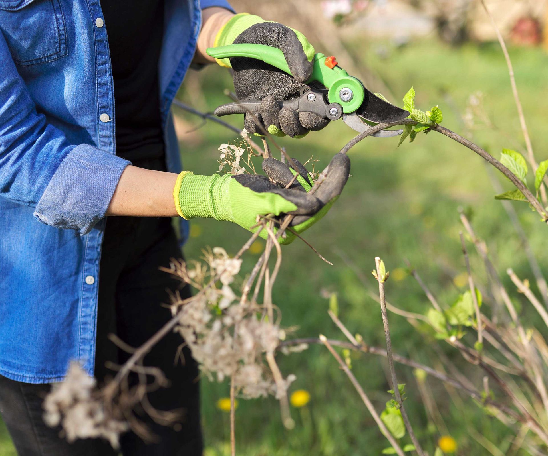 pruning a hydrangea