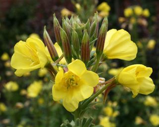 Small-flowered Evening-primrose Oenothera cambrica Taken In Croxteth Hall Walled Garden, Liverpool, England, UK