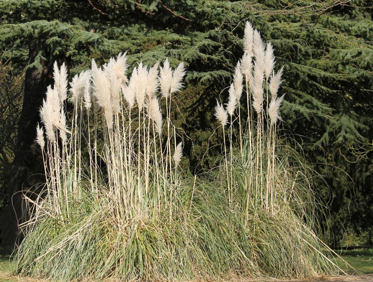 Tall Ornamental Grass