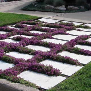 Creeping Thyme Seeds for Planting 