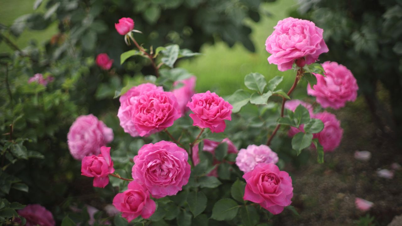 Pink roses in bloom in a spring garden
