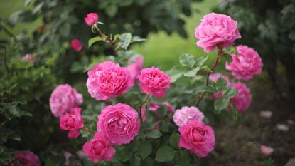 Pink roses in bloom in a spring garden