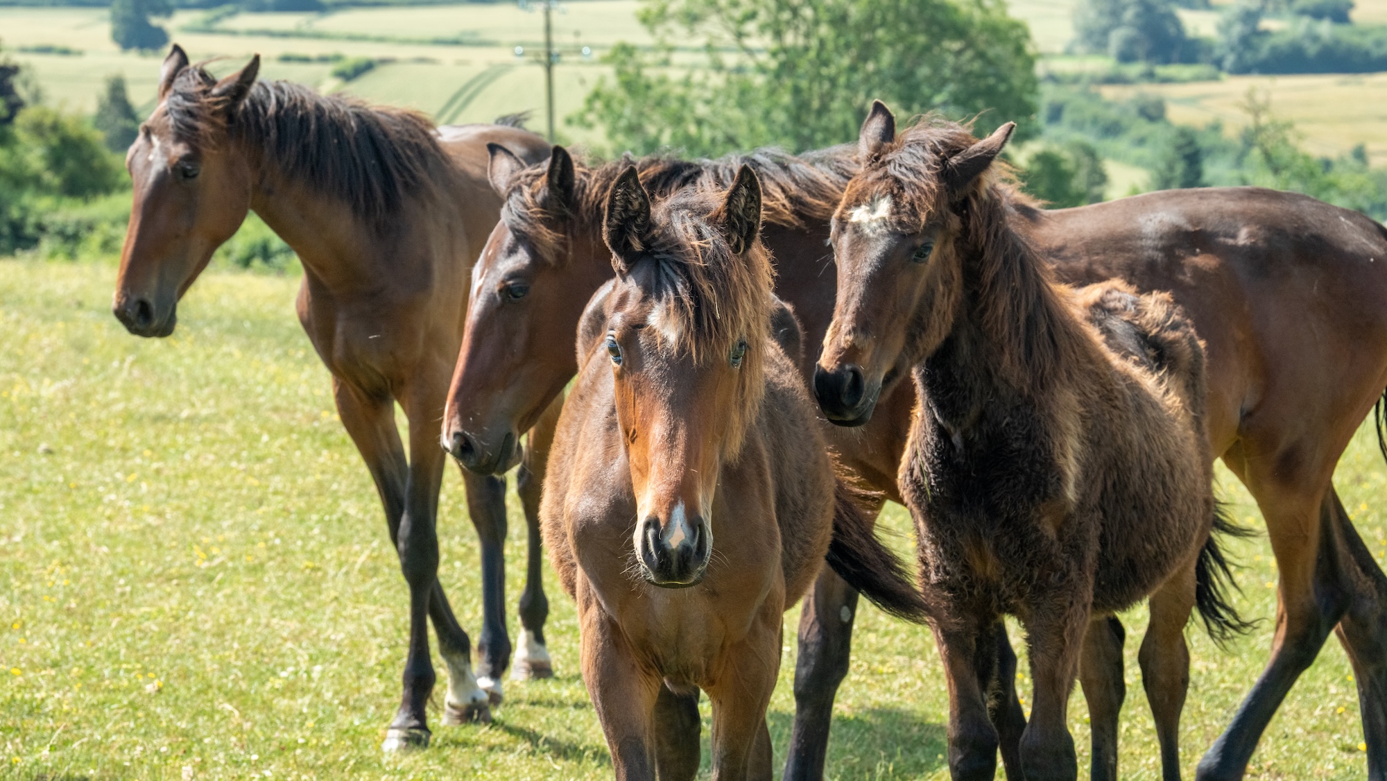 Image shows a group of young bay horses in a sunny field