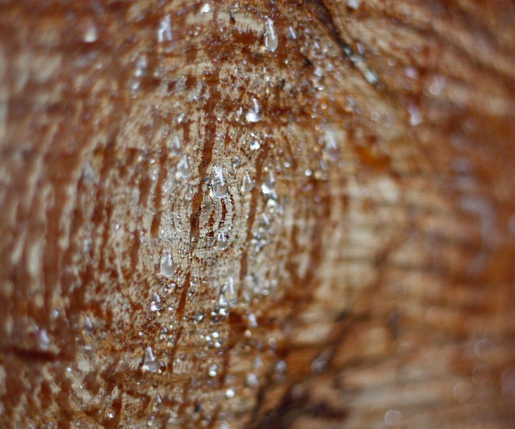 How to clean up Christmas tree sap and pine resin