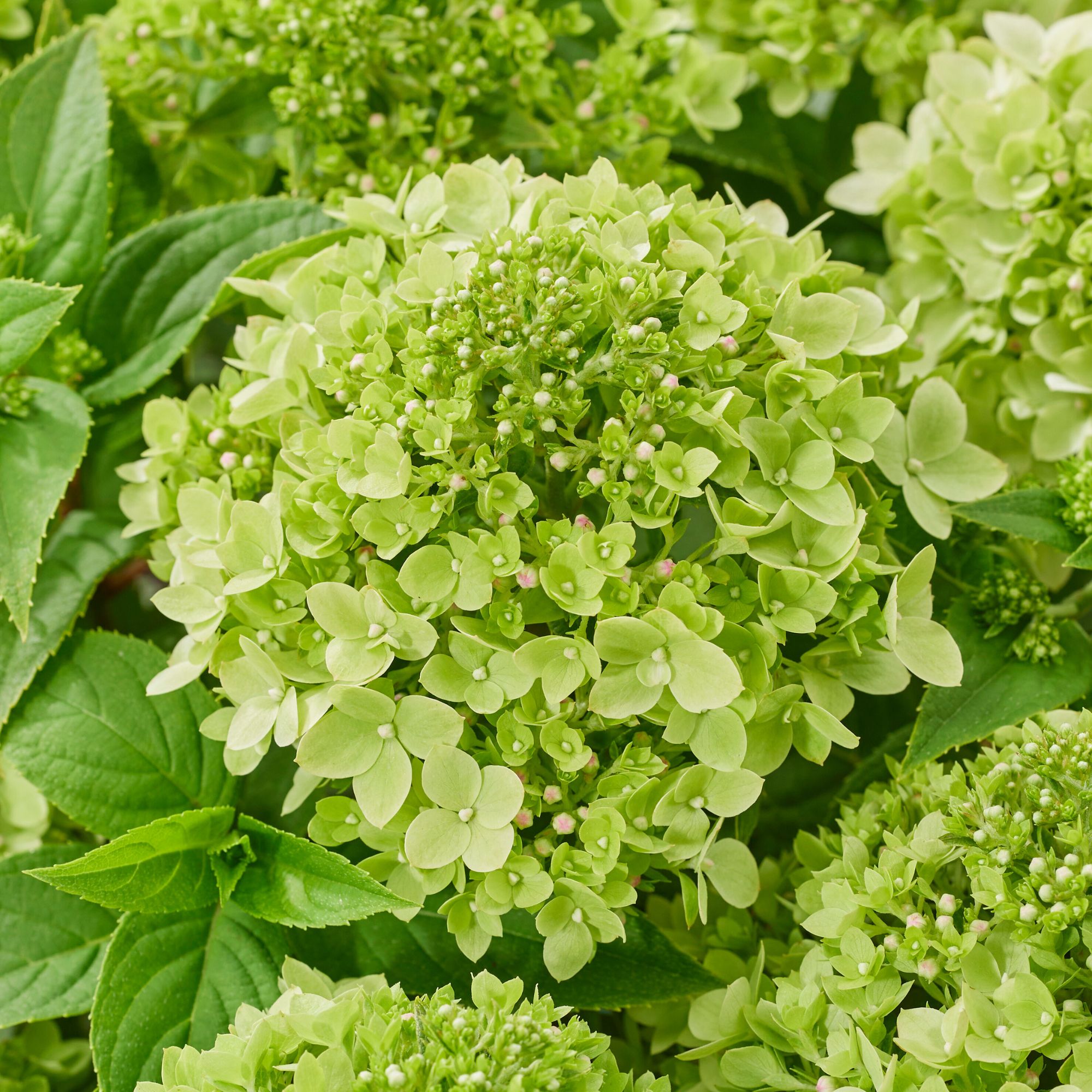 Hydrangea paniculata 'Groundbreaker&amp;reg; Greeny&amp;trade;' flowers