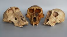 Three skulls of sacred mummified baboons from Egypt.
