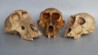 Three skulls of sacred mummified baboons from Egypt.