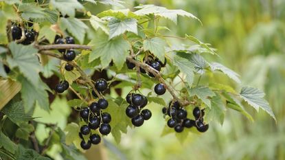 Blackcurrants on a bush