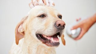 DIY dog conditioner