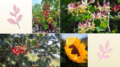 composite of four different plants that can provide food for birds